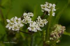 Chaerophyllum acuminatum